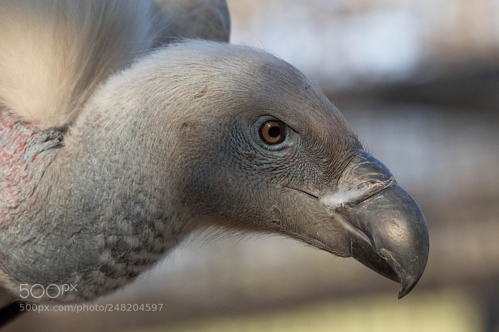 Canon EOS 7D Mark II sample photo. Ruppell's griffon photography