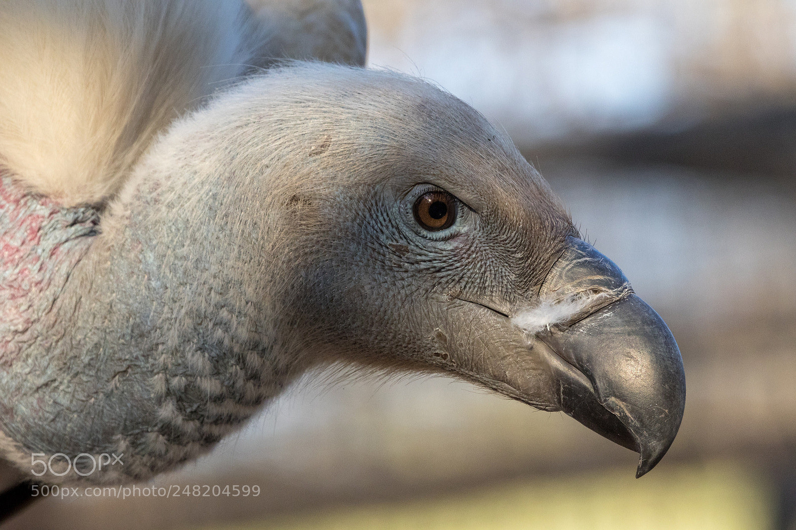 Canon EOS 7D Mark II sample photo. Ruppel's griffon south africa photography