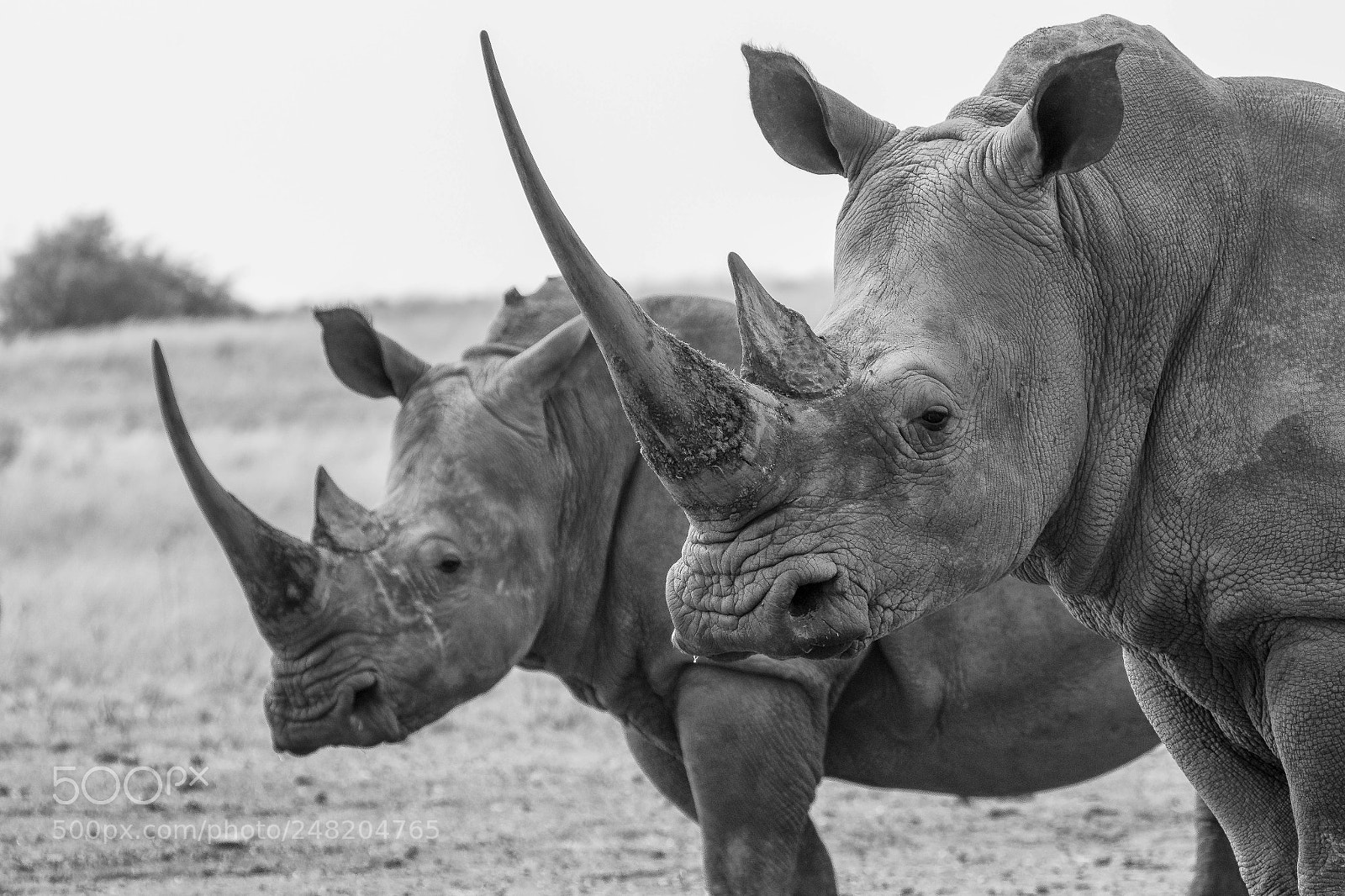 Canon EOS 7D Mark II sample photo. Two rhinos south africa photography
