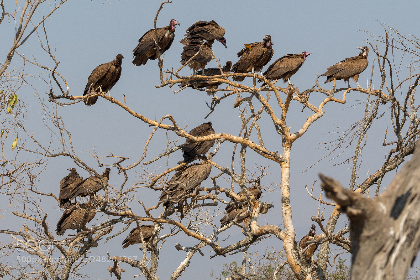 Canon EOS 7D Mark II sample photo. Vultures on a tree photography
