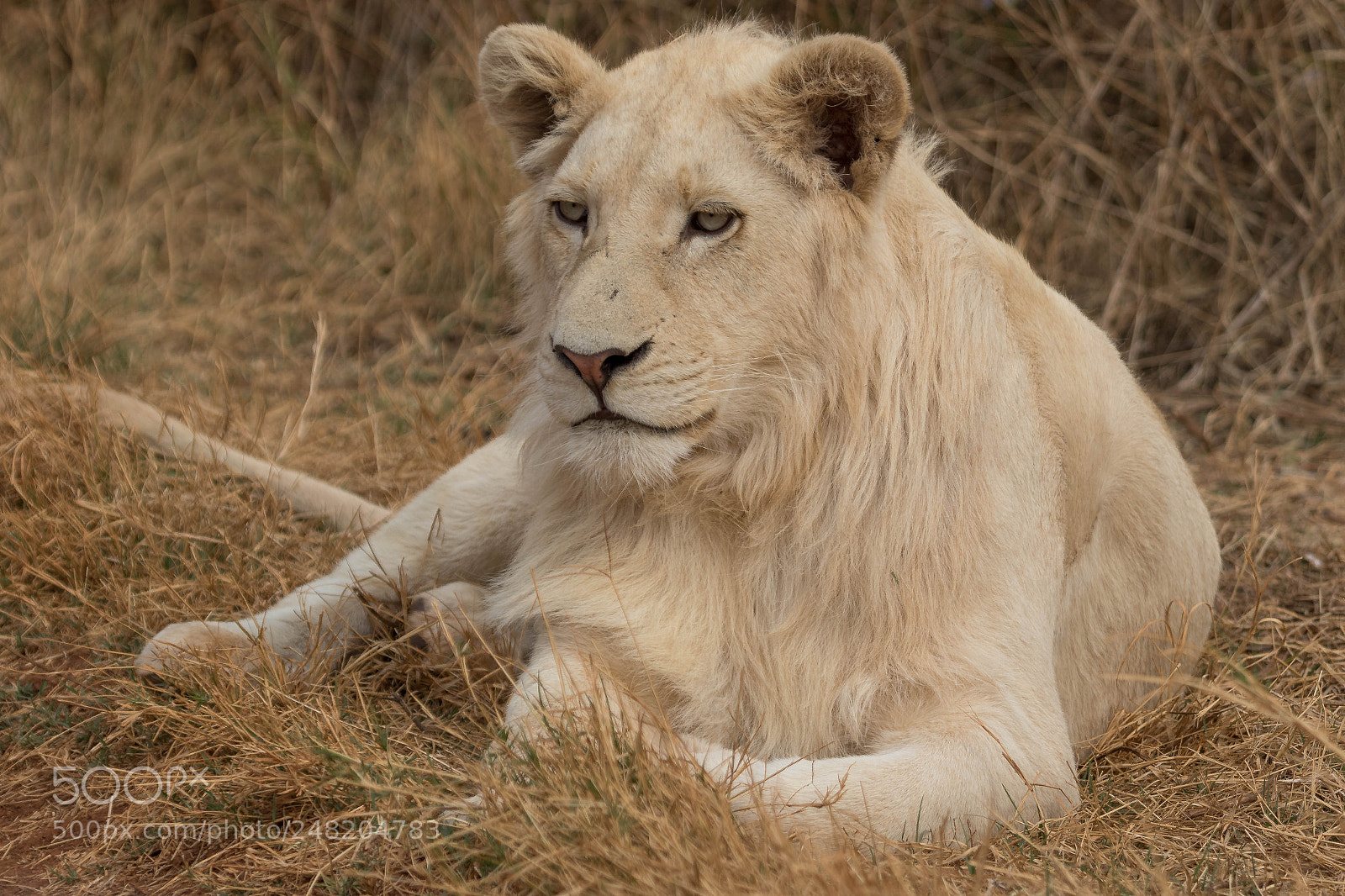 Canon EOS 7D Mark II sample photo. White lion lying on photography