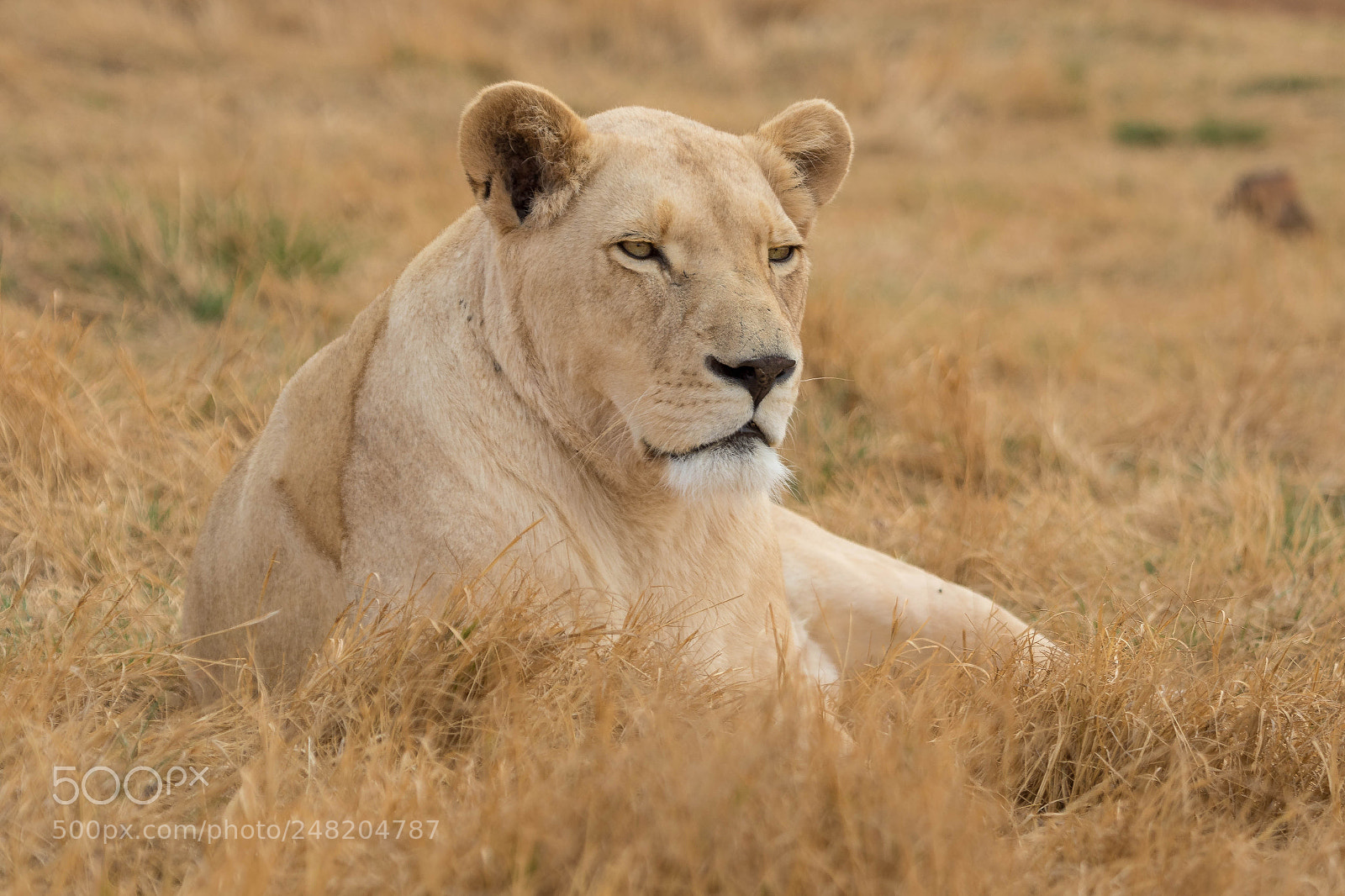Canon EOS 7D Mark II sample photo. Withe lioness photography