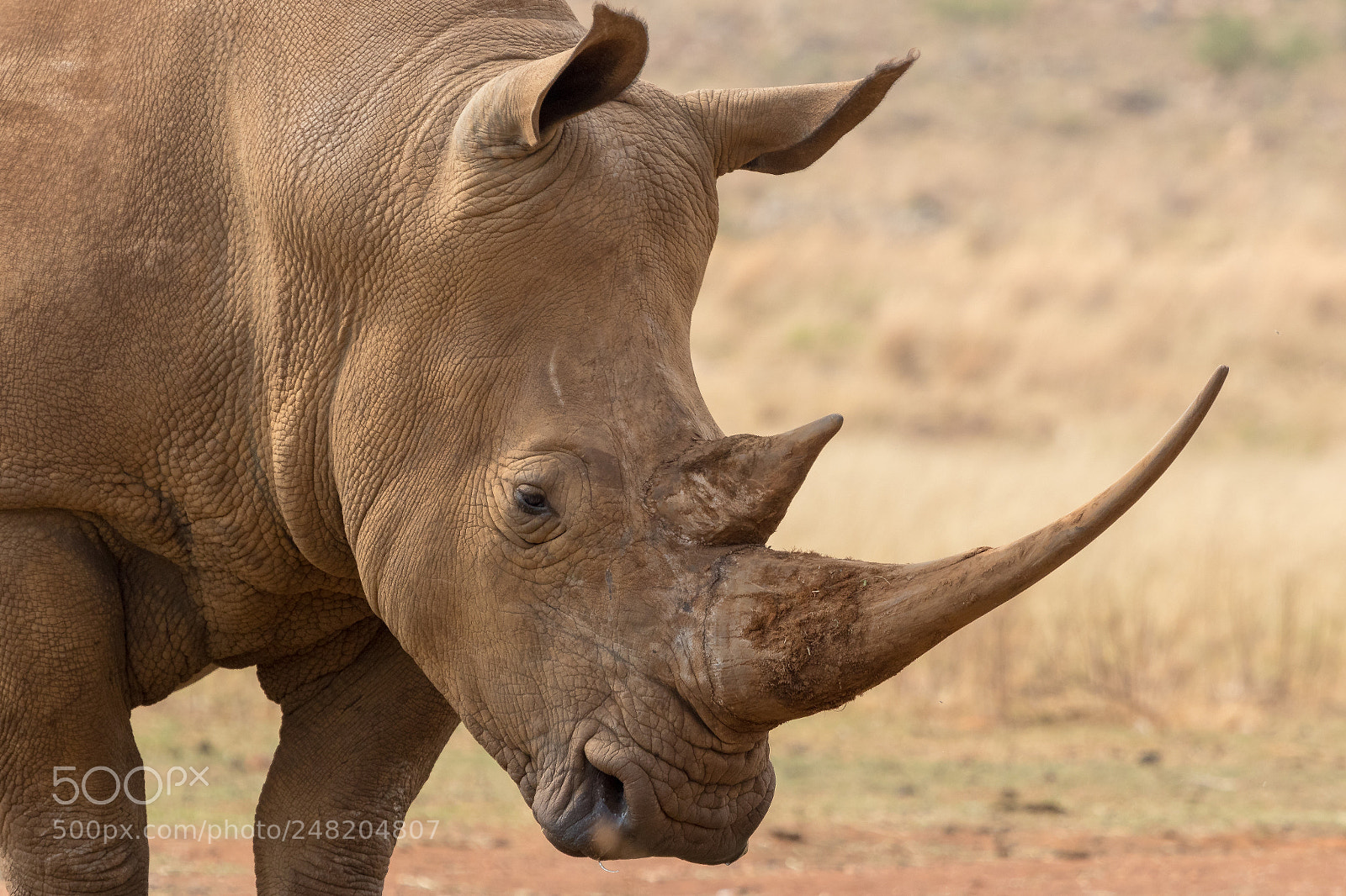 Canon EOS 7D Mark II sample photo. White rhino south africa photography
