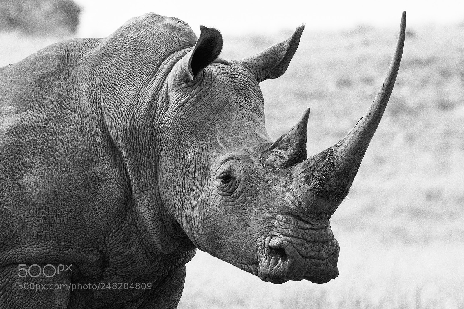 Canon EOS 7D Mark II sample photo. White rhino south africa photography