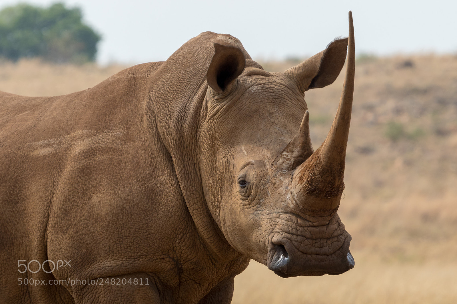 Canon EOS 7D Mark II sample photo. White rhino south africa photography