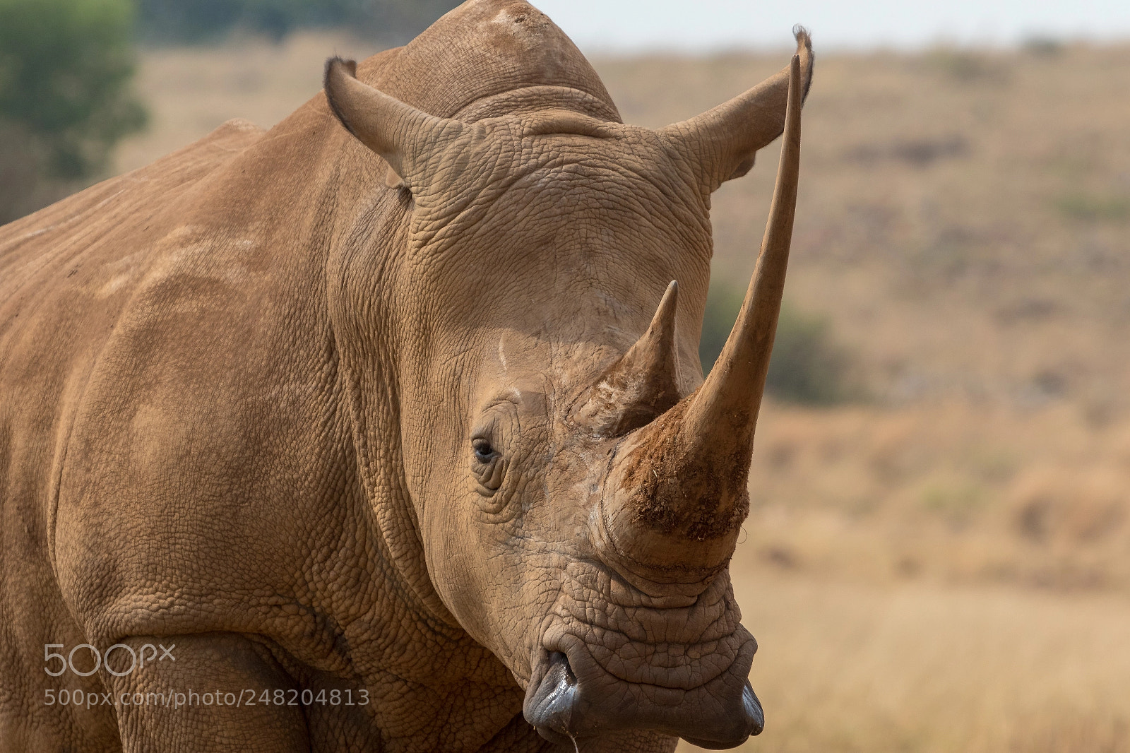 Canon EOS 7D Mark II sample photo. White rhino south africa photography