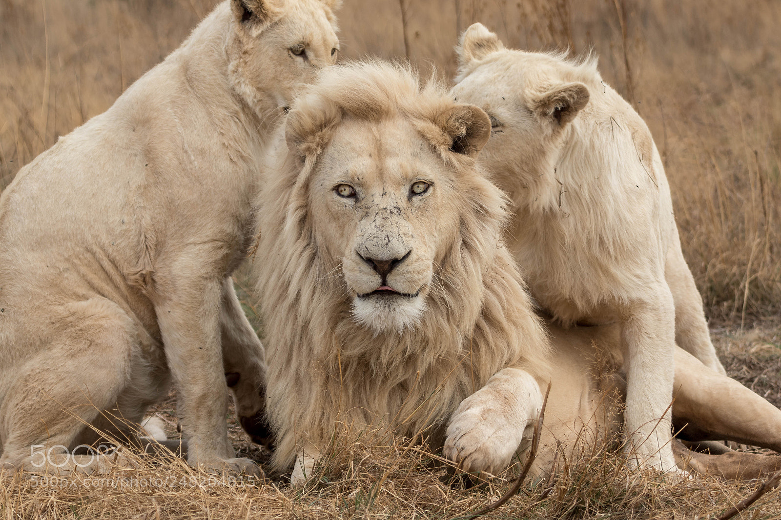 Canon EOS 7D Mark II sample photo. White lions south africa photography