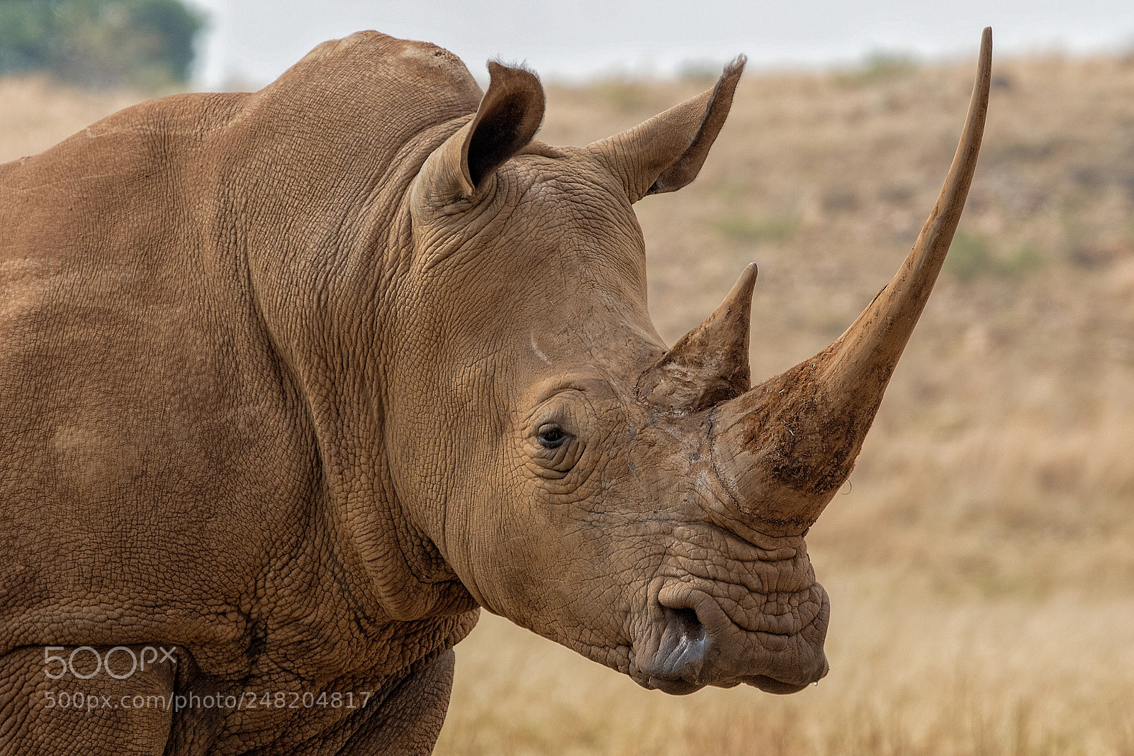 Canon EOS 7D Mark II sample photo. White rhino south africa photography