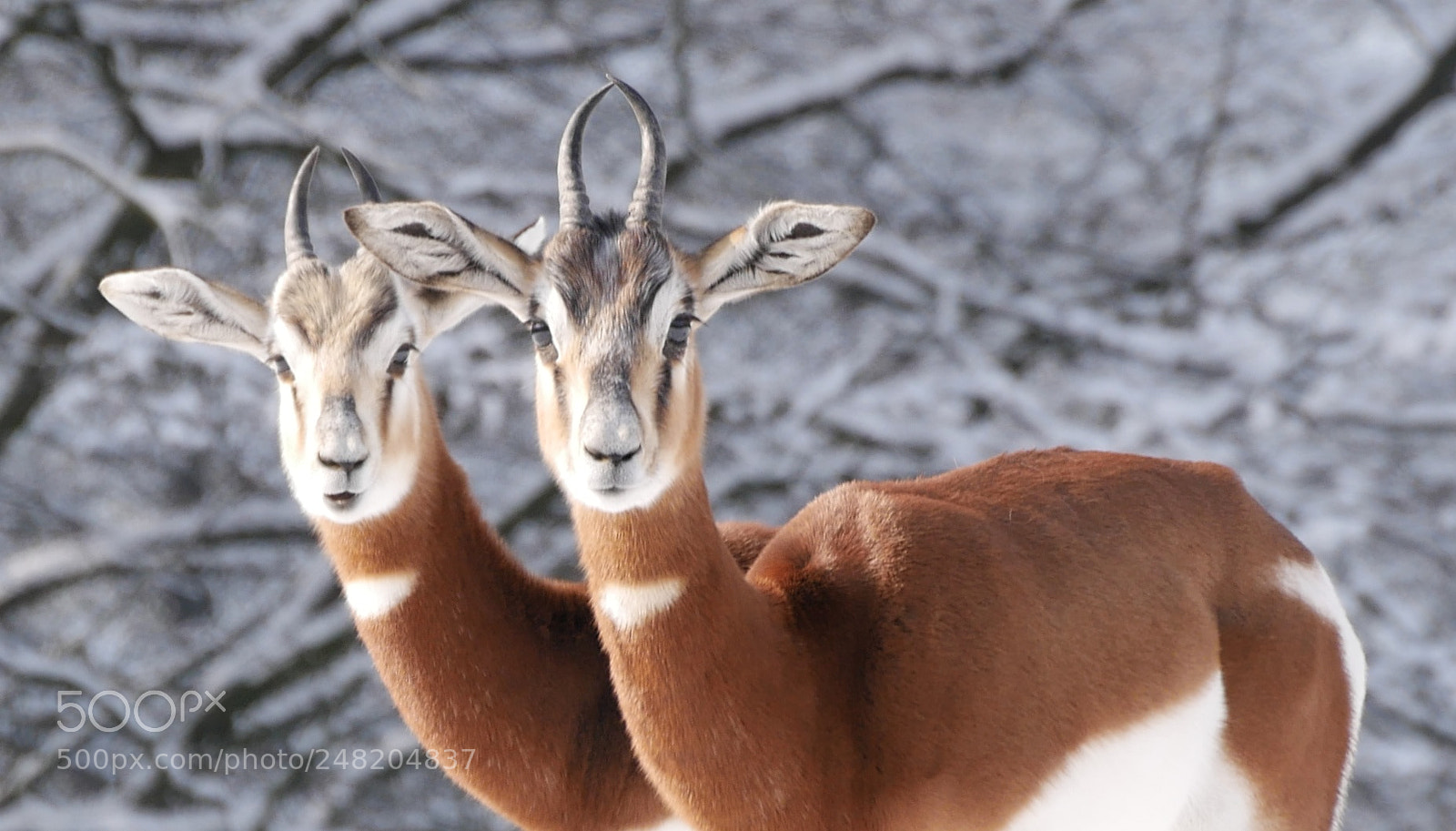 Panasonic DMC-G70 sample photo. Winter at the zoo photography