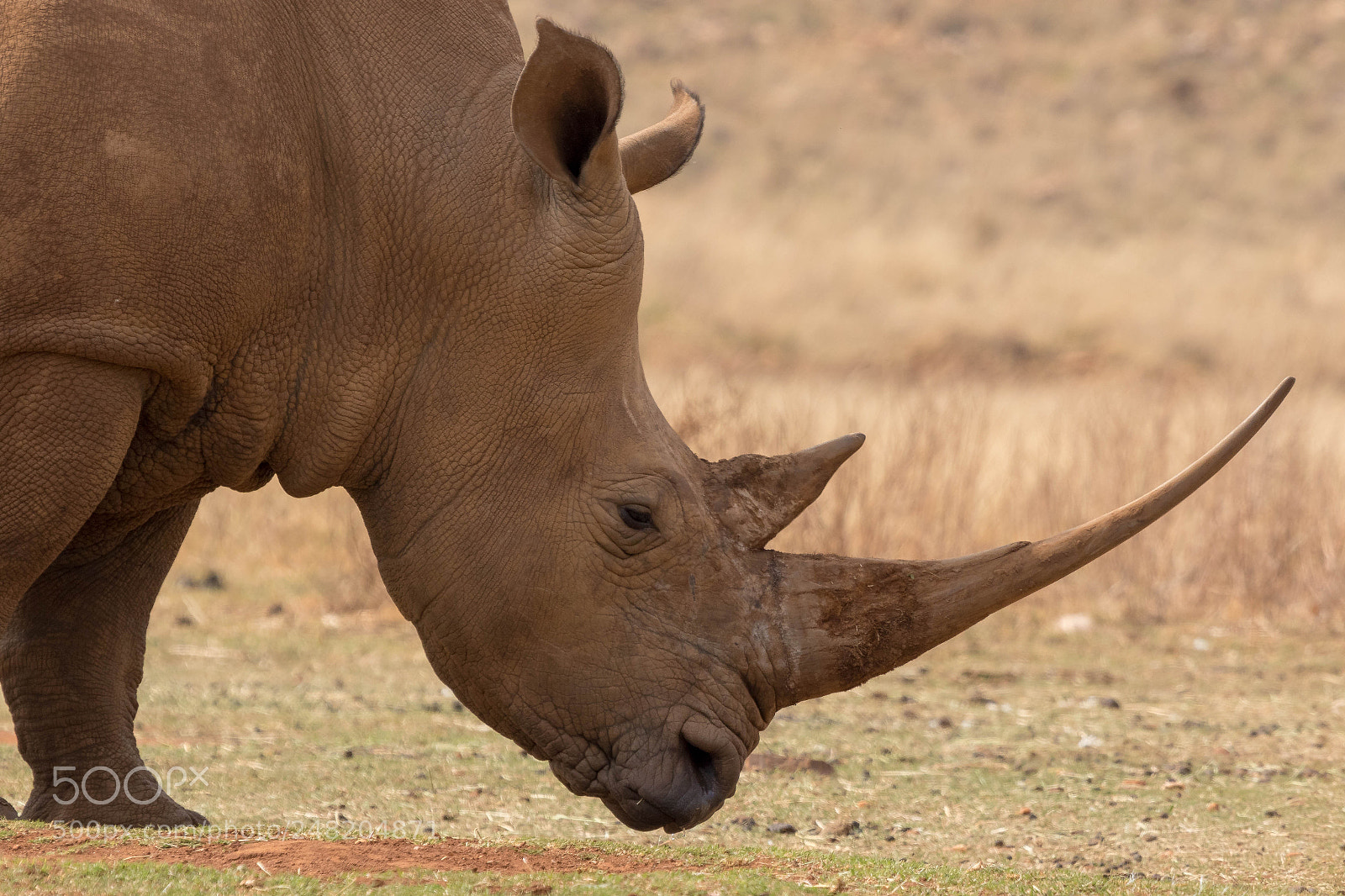 Canon EOS 7D Mark II sample photo. White rhino south africa photography