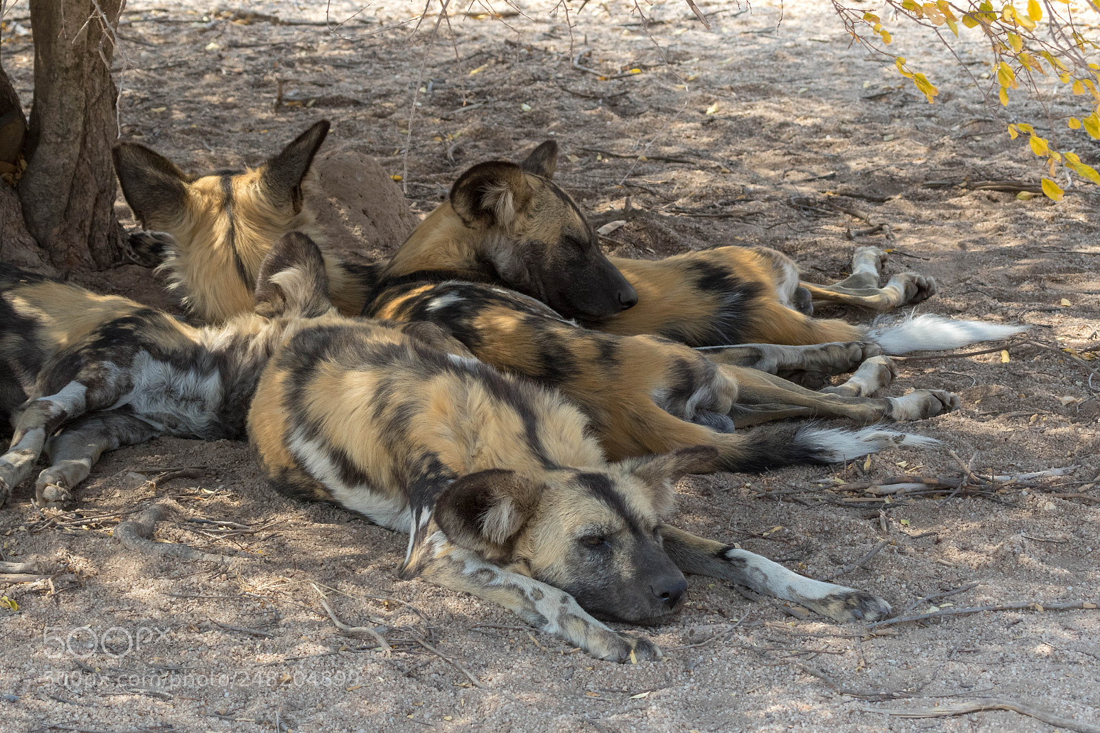Canon EOS 7D Mark II sample photo. Wild dogs  having rest photography