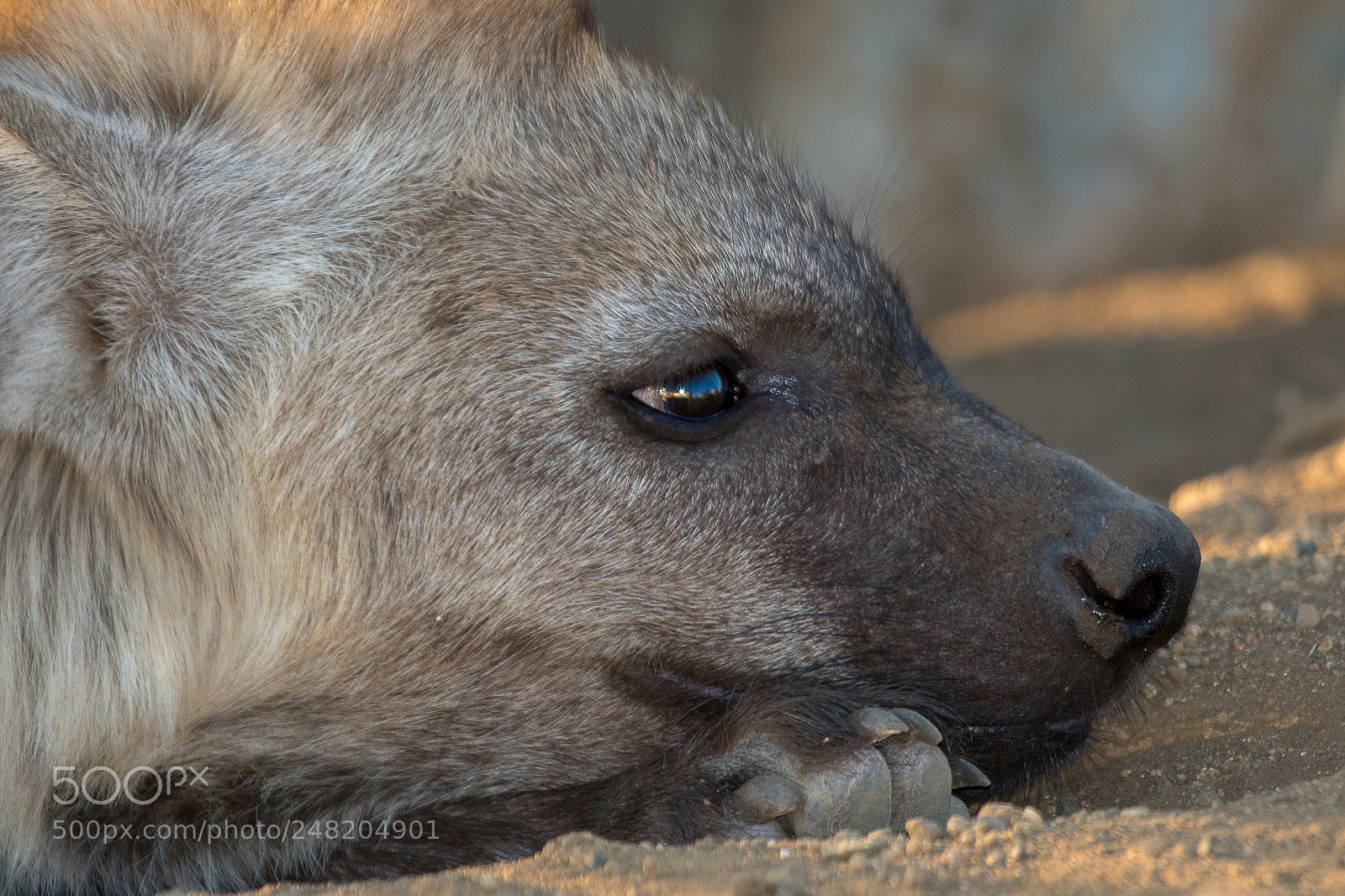 Canon EOS 7D Mark II sample photo. Young hyena having rest photography