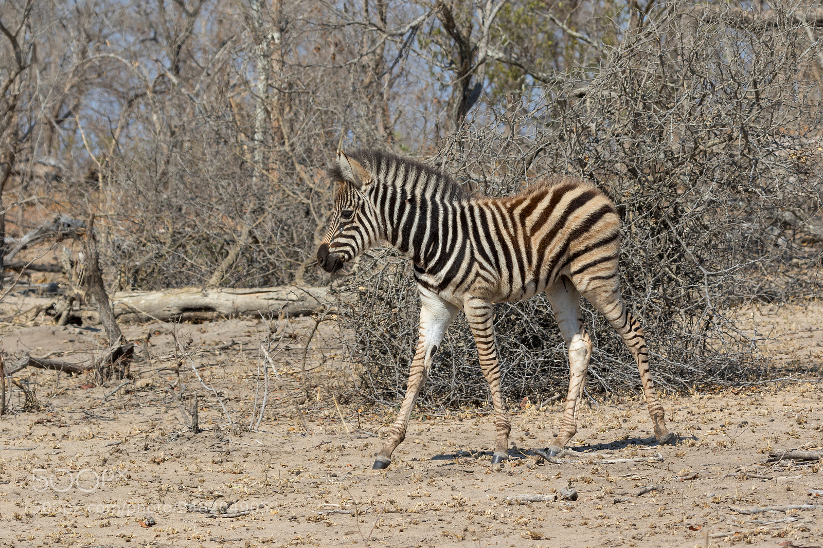 Canon EOS 7D Mark II sample photo. Zebra kruger national park photography