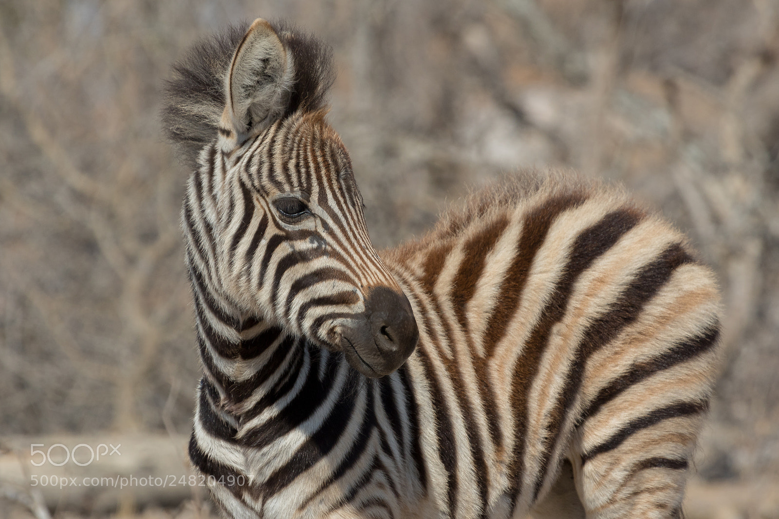 Canon EOS 7D Mark II sample photo. Zebra kruger national park photography