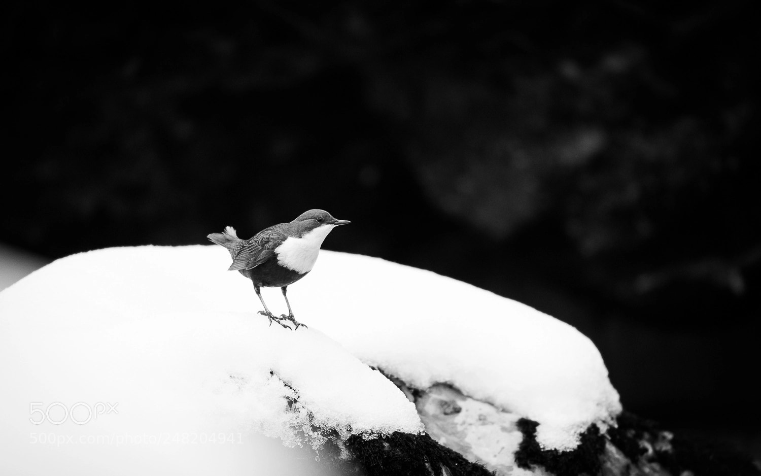 Nikon D850 sample photo. Winter cincle photography