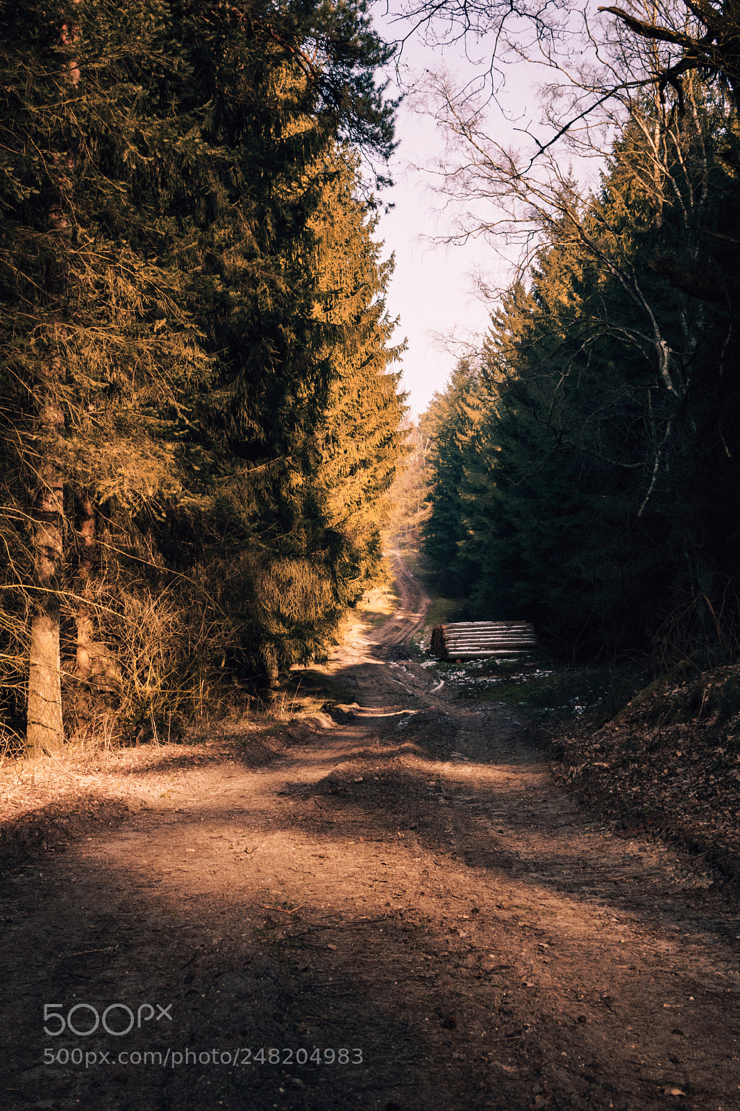 Nikon D5300 sample photo. Going for a walk photography
