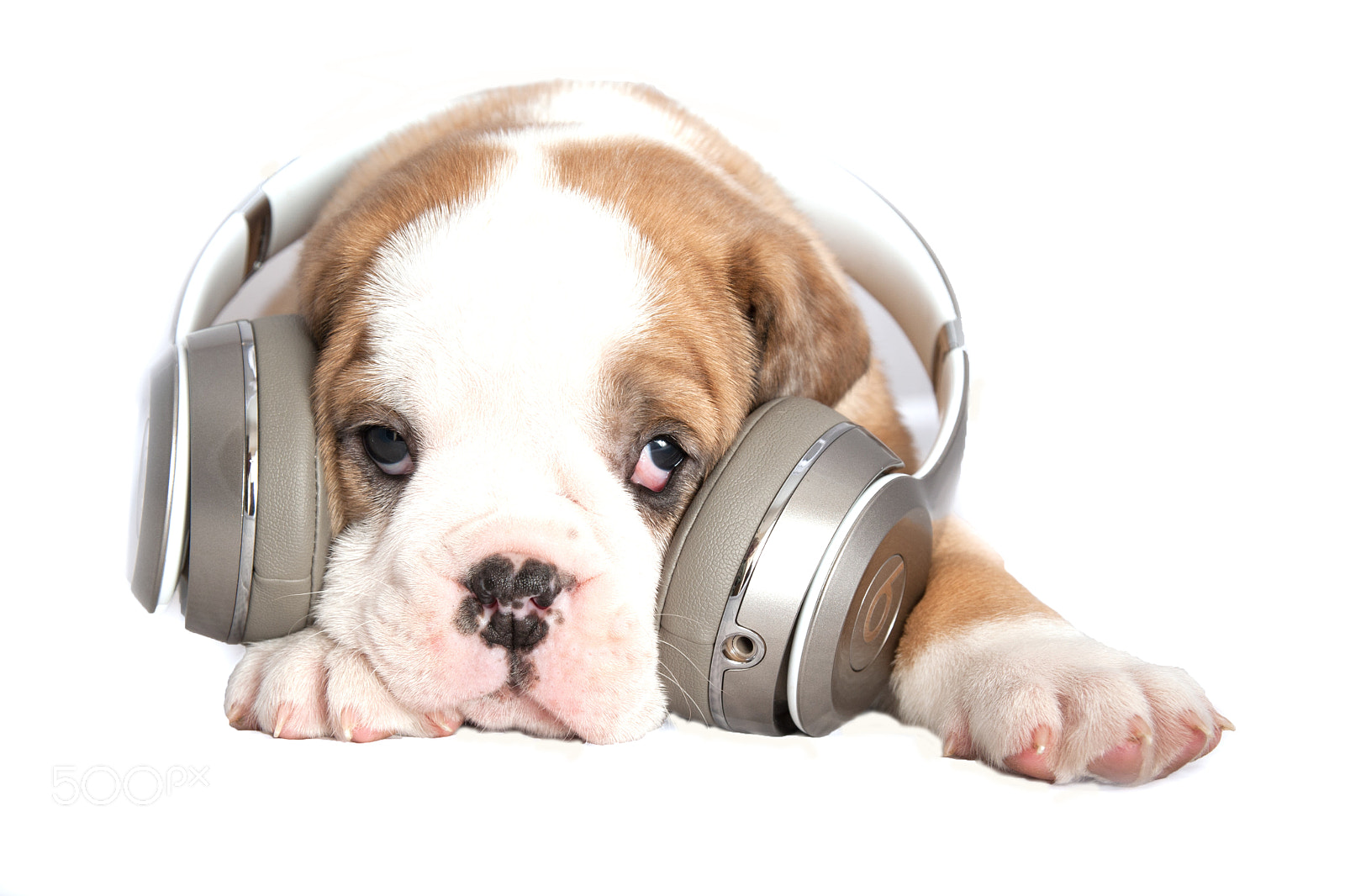 Nikon D700 sample photo. Puppy listen to the photography