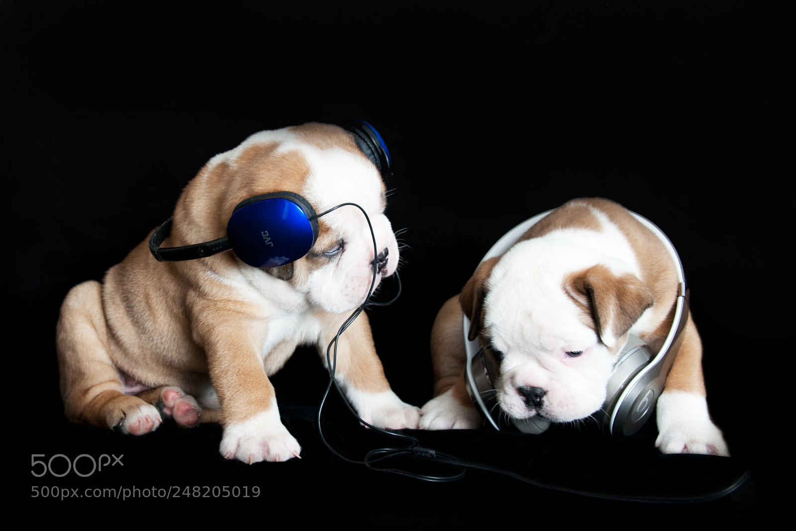 Nikon D700 sample photo. British bulldog puppy photography