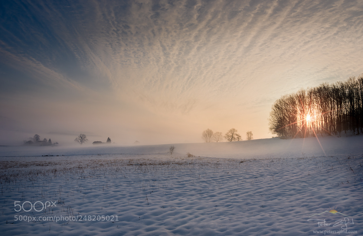Nikon D810 sample photo. Through the trees photography