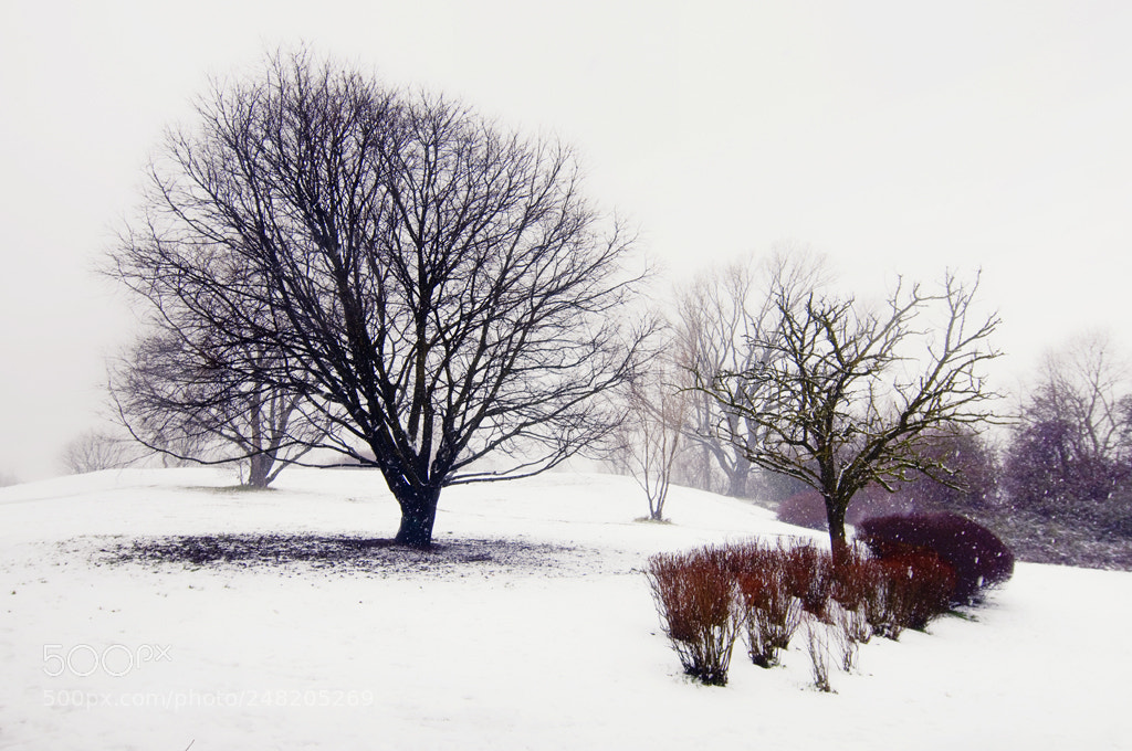Nikon D90 sample photo. Unexpected photography