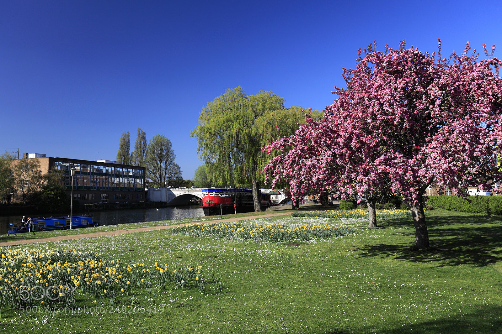Canon EOS 5D Mark II sample photo. Spring blossom, river nene photography