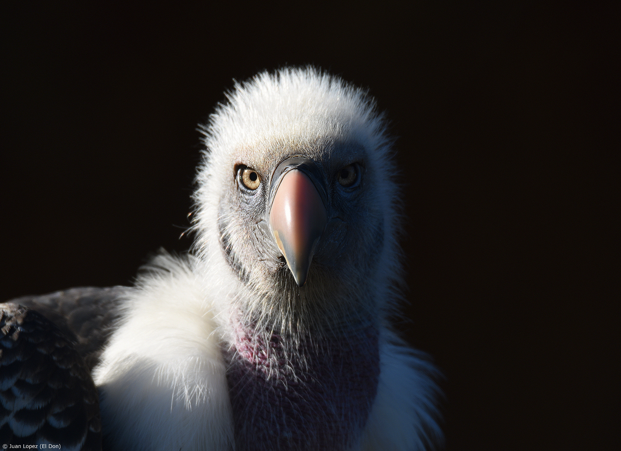 Nikon D810 sample photo. Vulture..shadow and light..!! photography