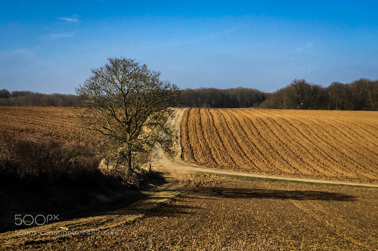 Apple iPhone 6 sample photo. March fields photography