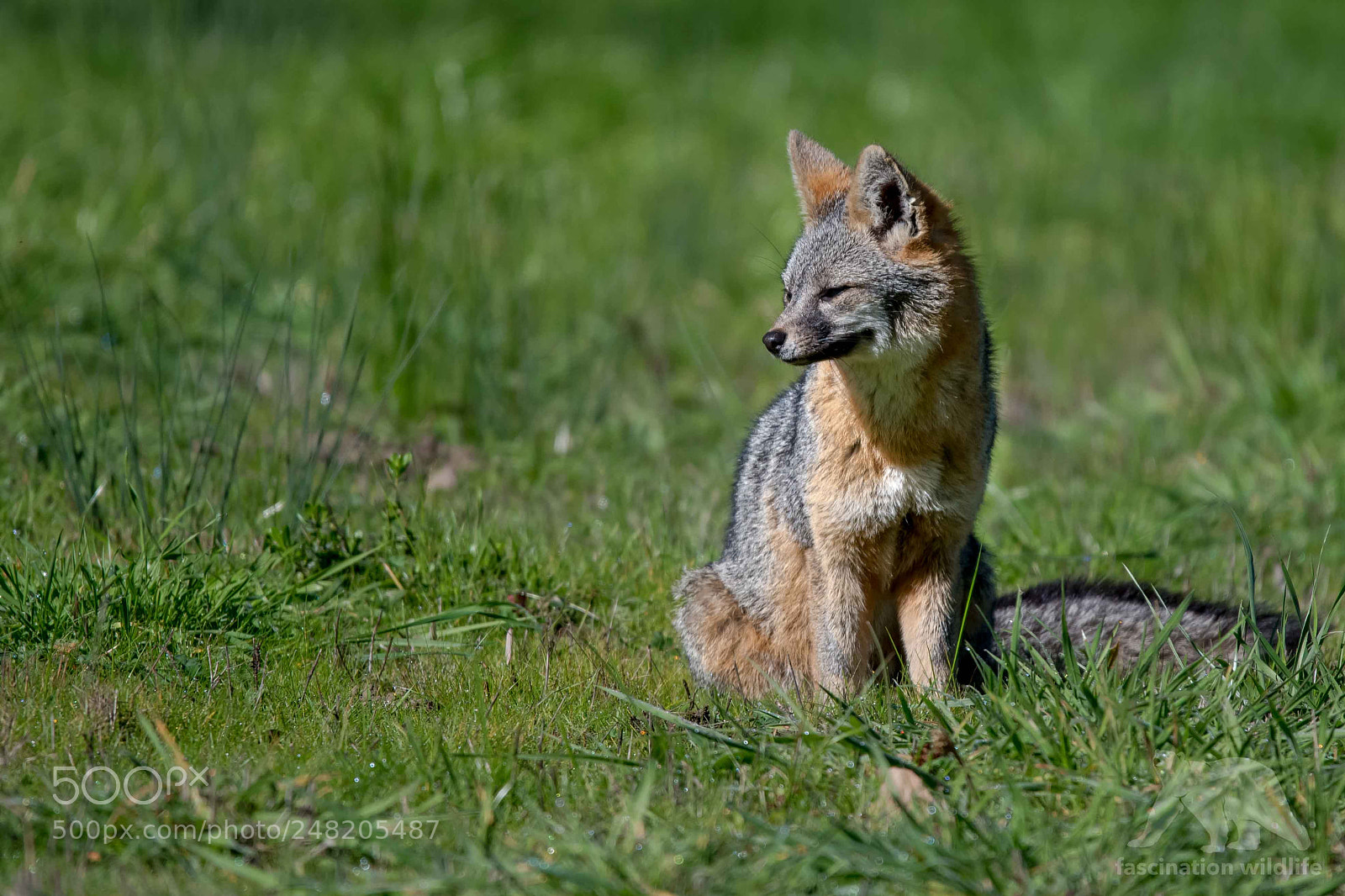Nikon D850 sample photo. Grey fox photography