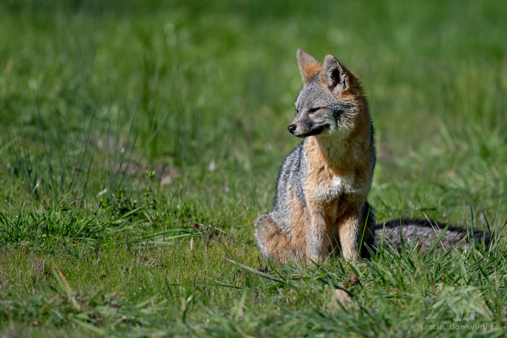Grey Fox 10 Interesting Facts About Gray Foxes | Gray Fox | Diet, Behavior, and Adaptations
