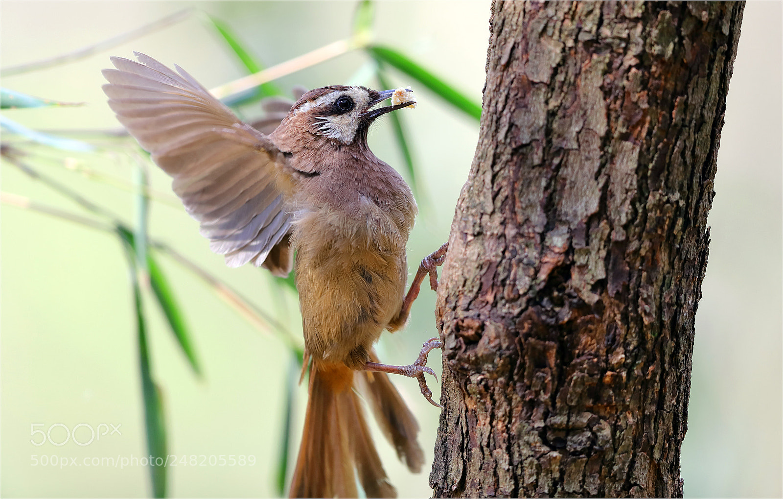 Canon EOS-1D X Mark II sample photo. Spidman photography
