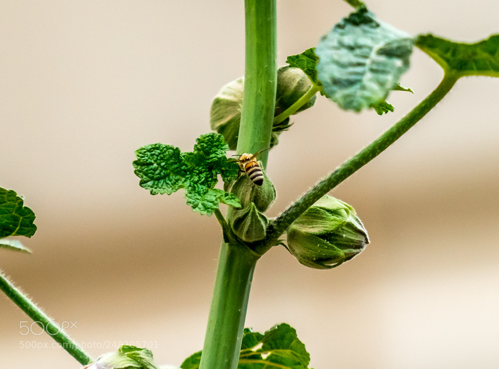 Sony a7R II sample photo. Flying bee photography