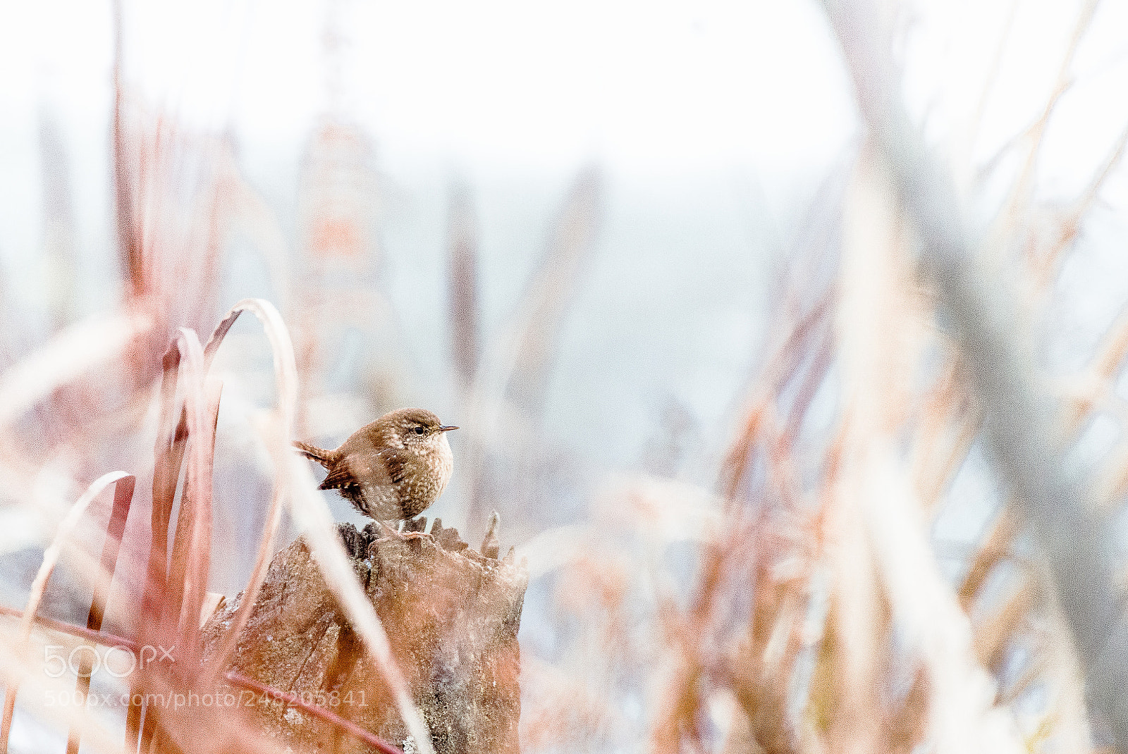 Nikon D610 sample photo. Wren photography