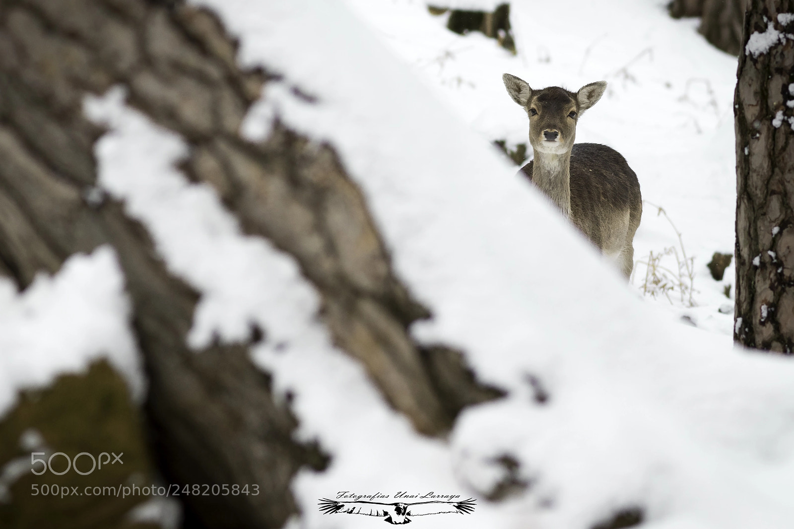 Canon EOS 7D Mark II sample photo. Gamo europeo - dama photography