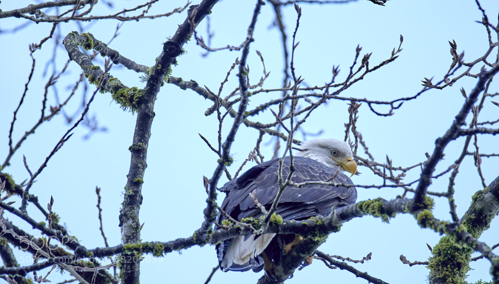 Nikon D500 sample photo. Bald eagle photography