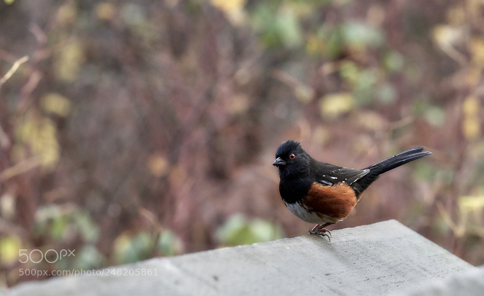 Nikon D500 sample photo. Red robin photography