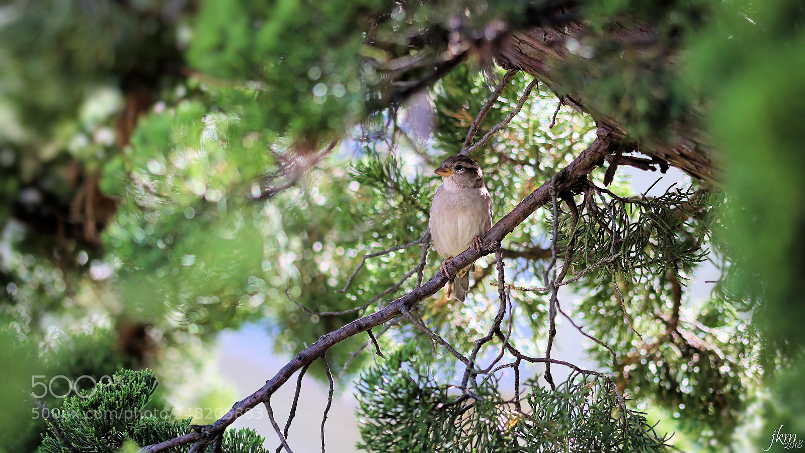 Canon EOS 750D (EOS Rebel T6i / EOS Kiss X8i) sample photo. Relaxing in the pines photography