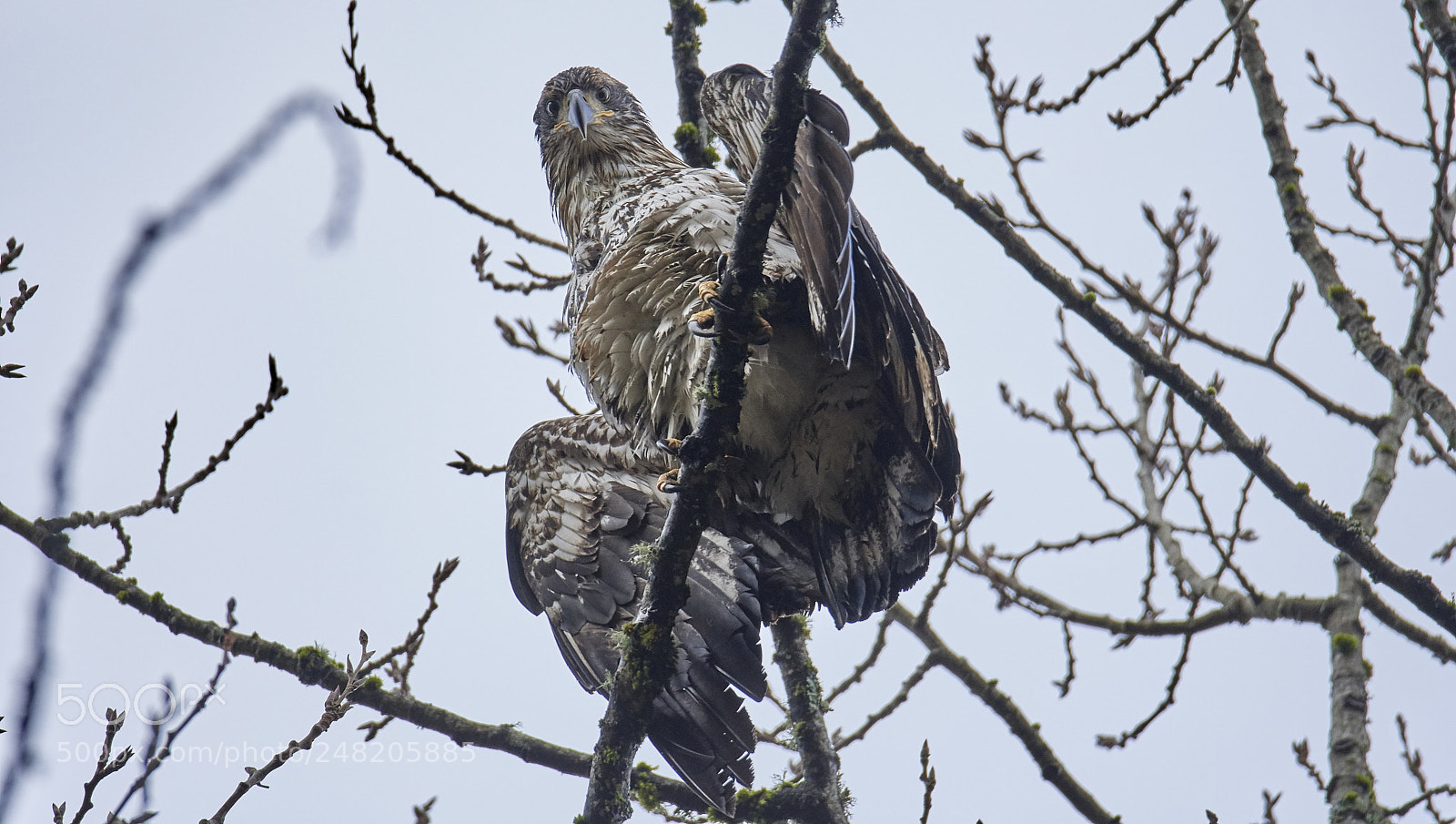 Nikon D500 sample photo. Bald eagle - juvenile photography