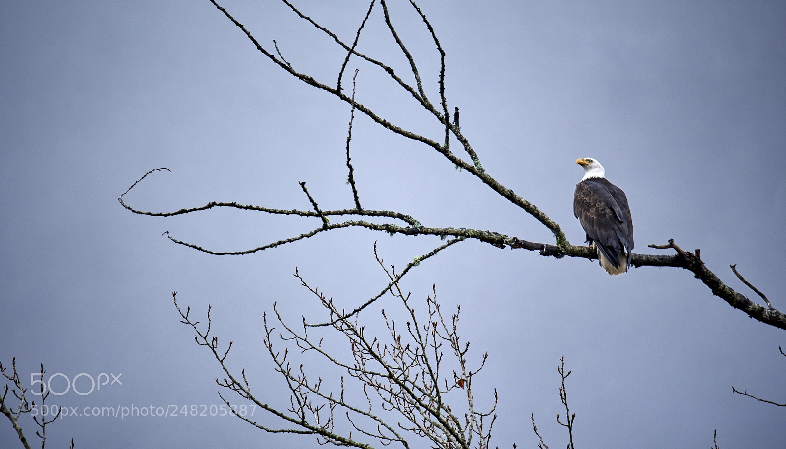 Nikon D500 sample photo. Bald eagle king photography