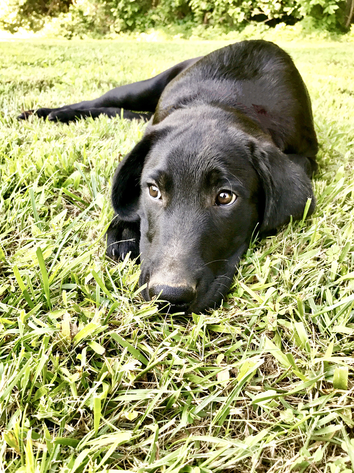 Apple iPhone 7 Plus sample photo. Sweet boy photography