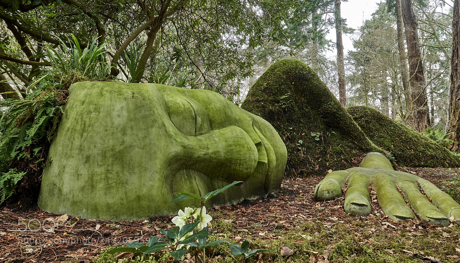 Nikon D500 sample photo. Moss lady photography