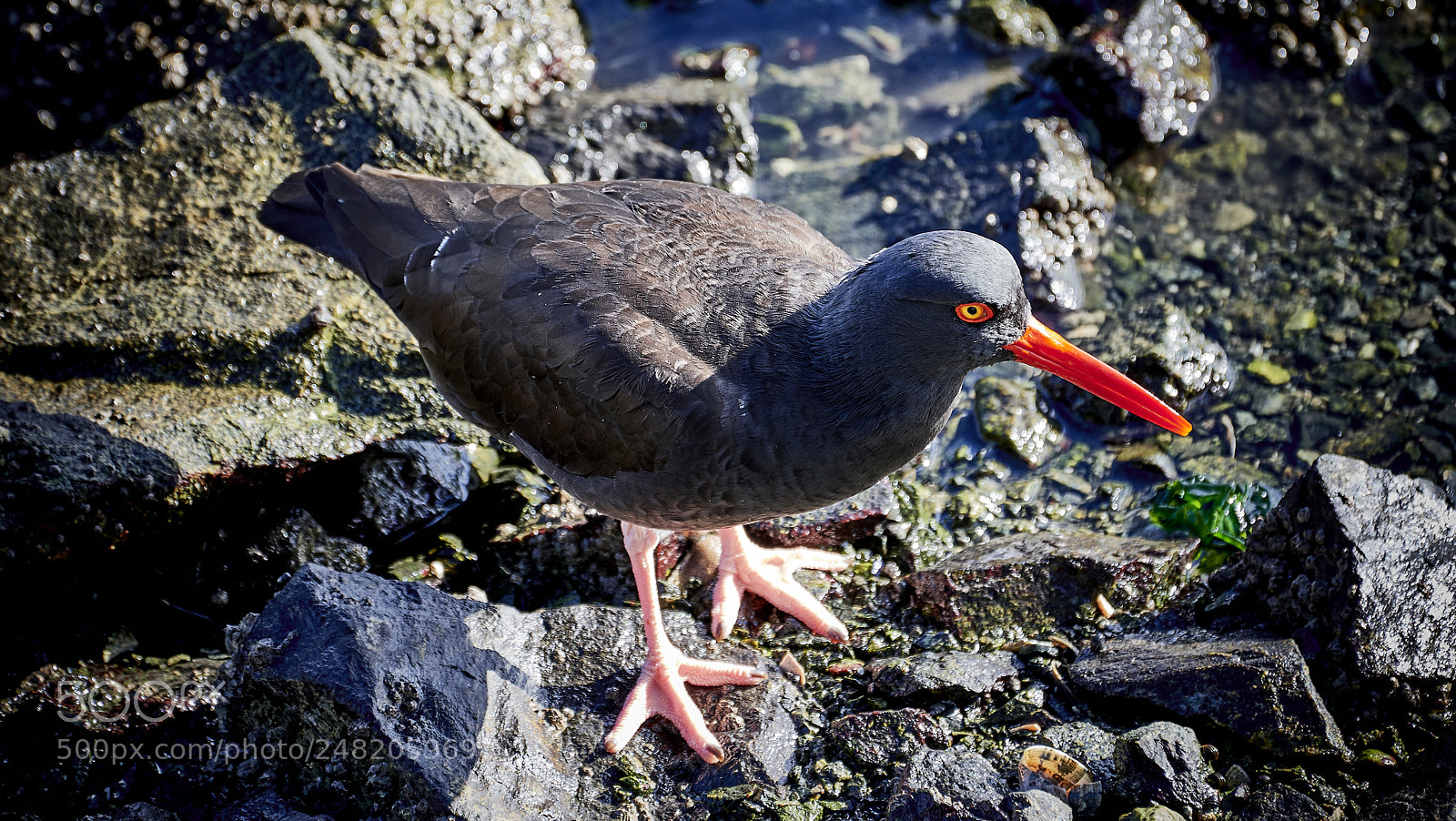 Nikon D500 sample photo. Oyster catcher photography