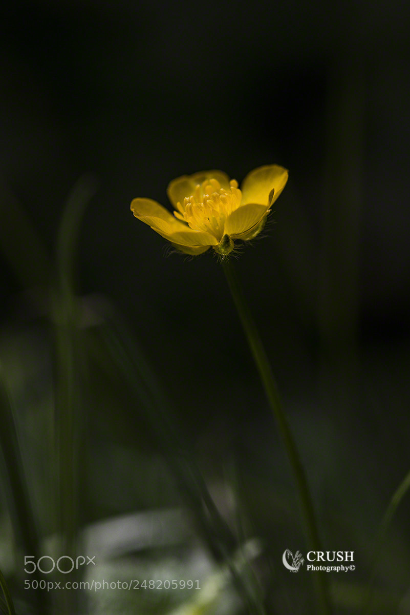 Nikon D800E sample photo. Buttercup photography