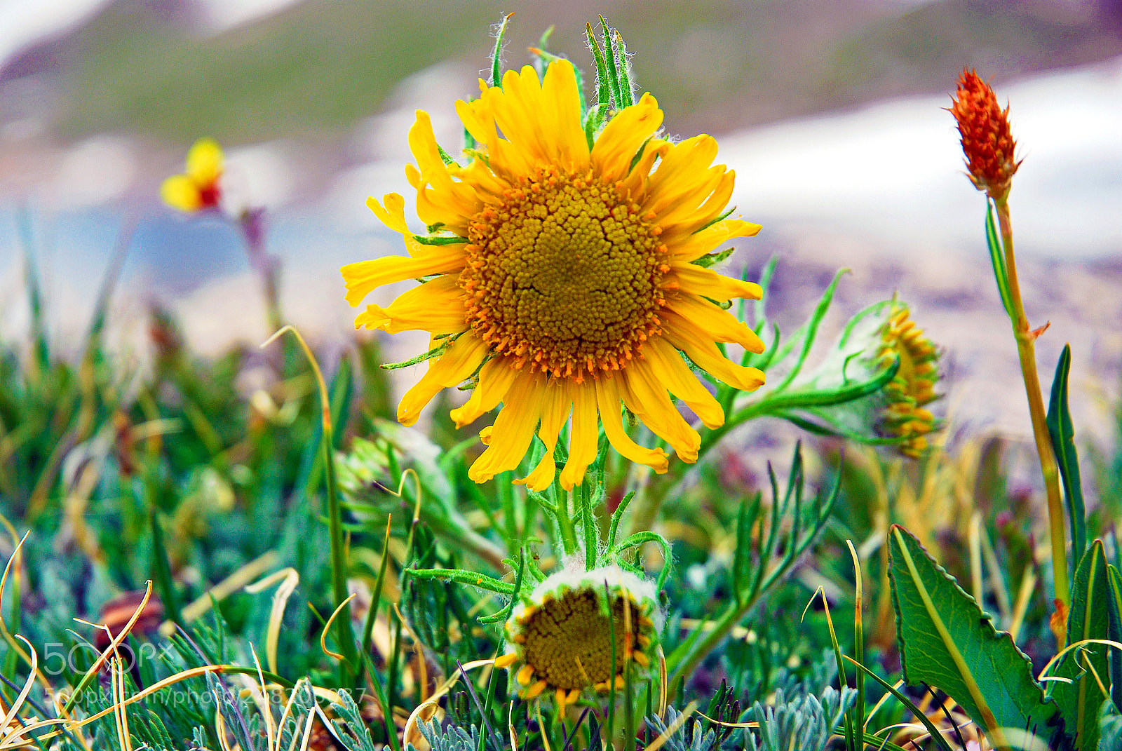 Nikon D200 sample photo. Alpine sunflower in summer photography