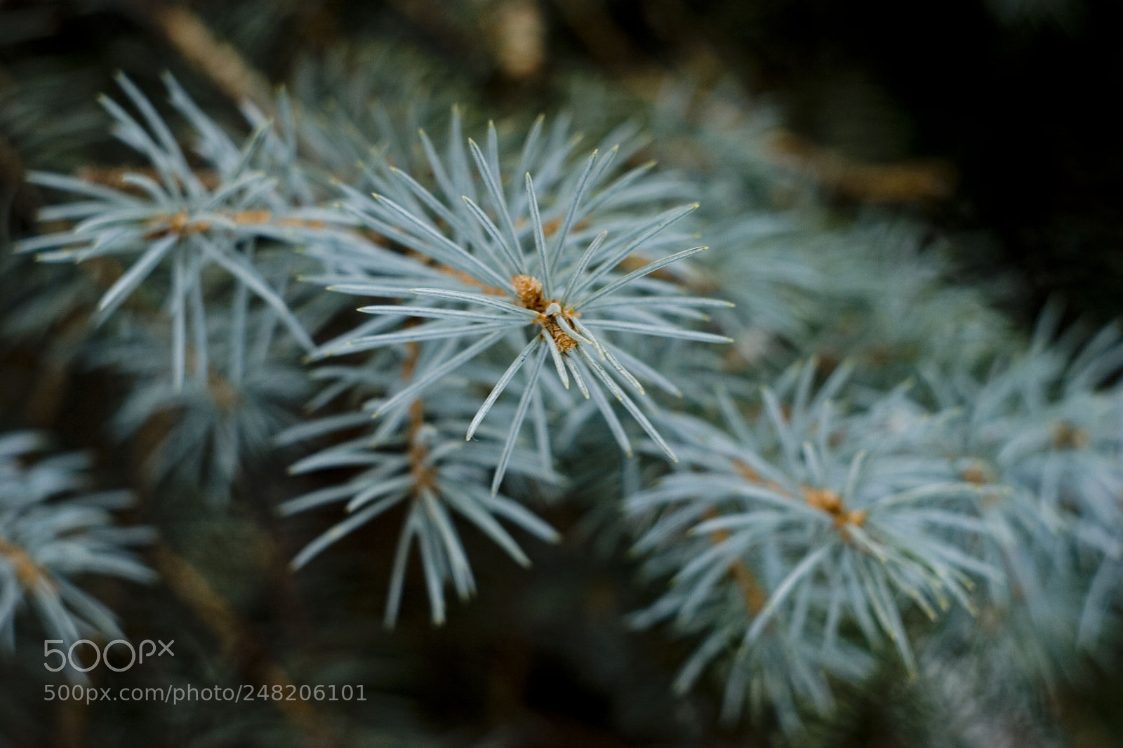 Canon EOS 20D sample photo. Igoki photography