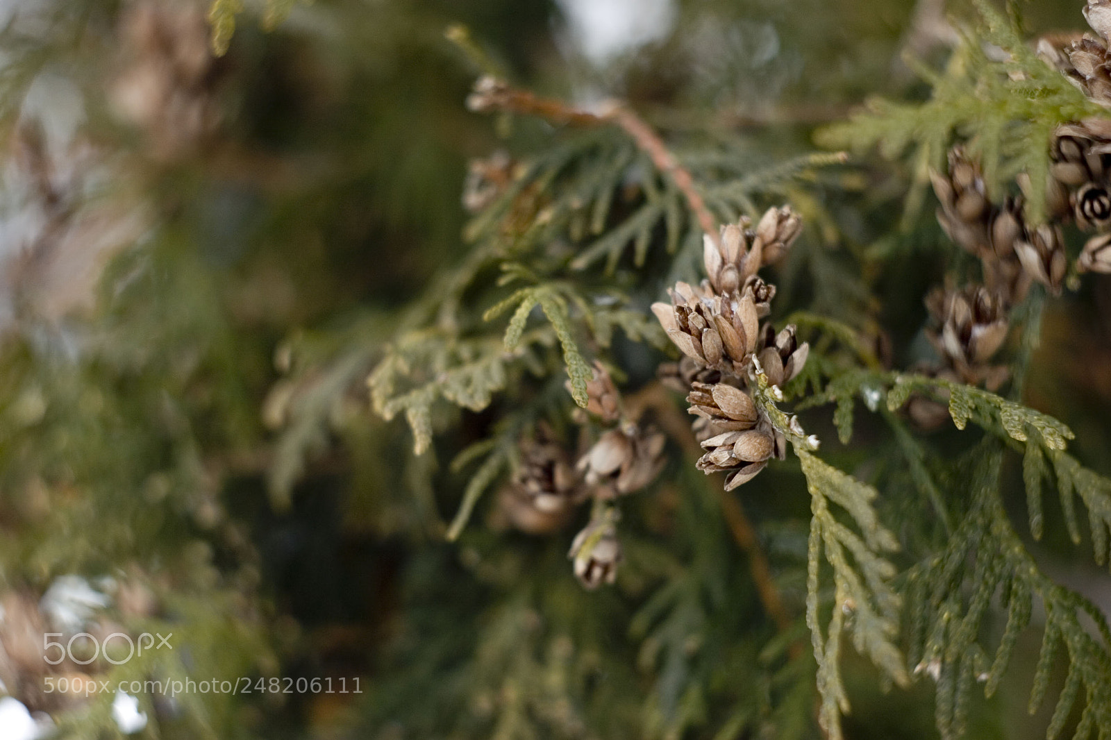 Canon EOS 20D sample photo. Fon photography