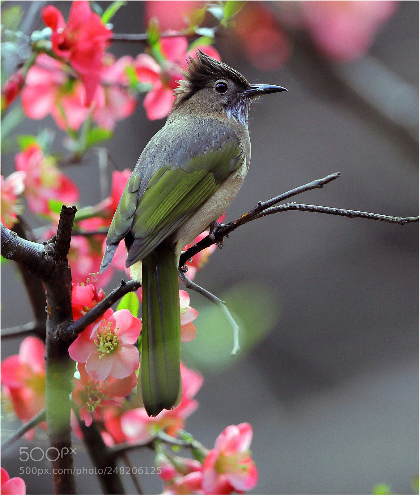Canon EOS-1D X Mark II sample photo. Mountain bulbul photography