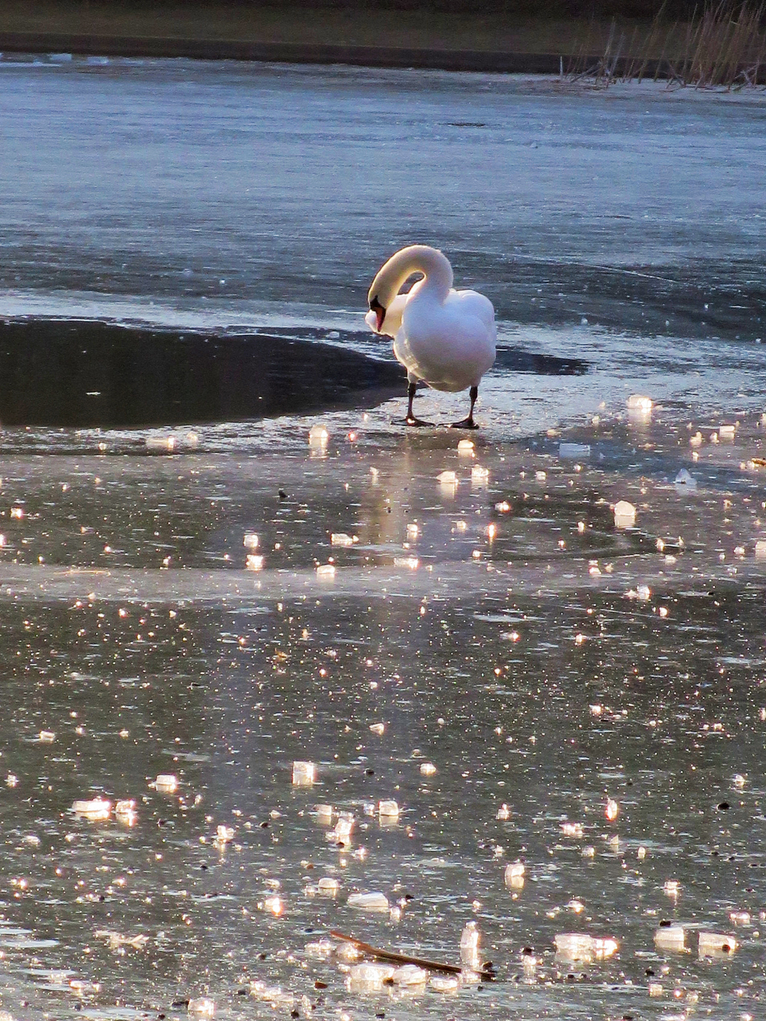Canon PowerShot S120 sample photo. Sparkly swan photography