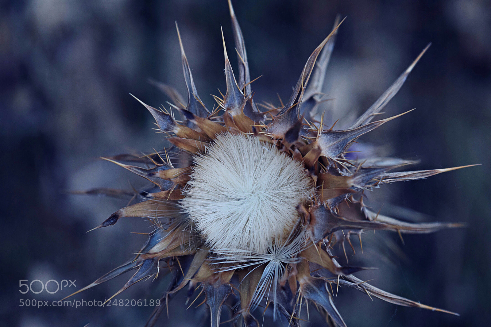 Nikon D5300 sample photo. El cardo, la flor photography