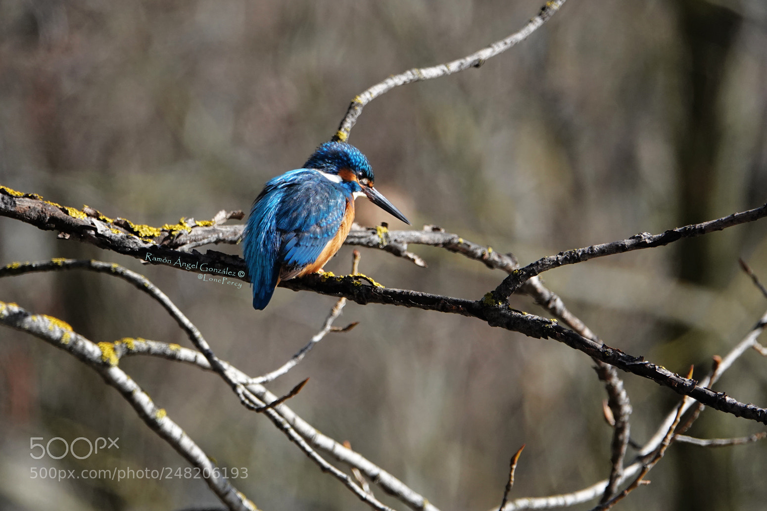 Sony Cyber-shot DSC-RX10 IV sample photo. Kingfisher on the stalking photography