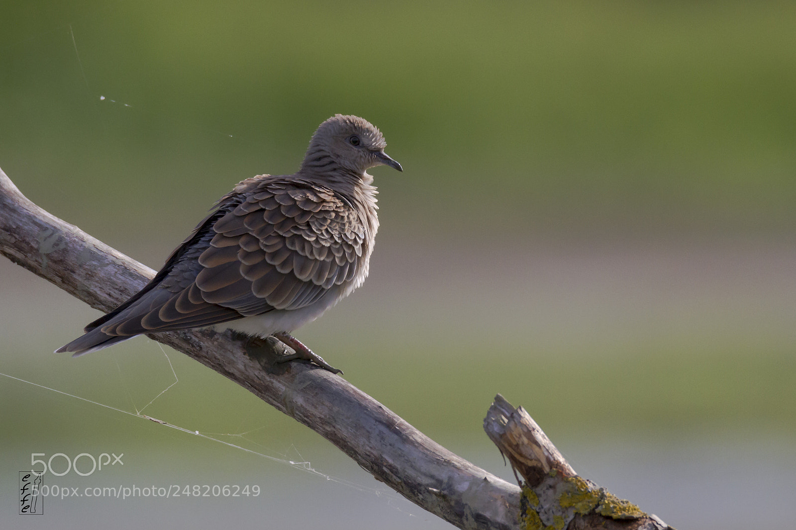 Canon EOS 7D sample photo. Turtle dove photography